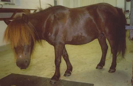 Shetlænder Mini Pony. billede 8