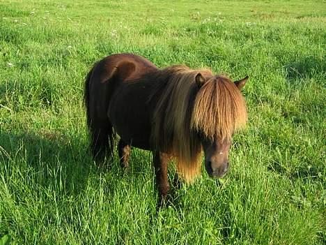 Shetlænder Mini Pony. billede 9
