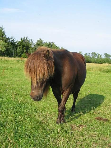 Shetlænder Mini Pony. billede 10