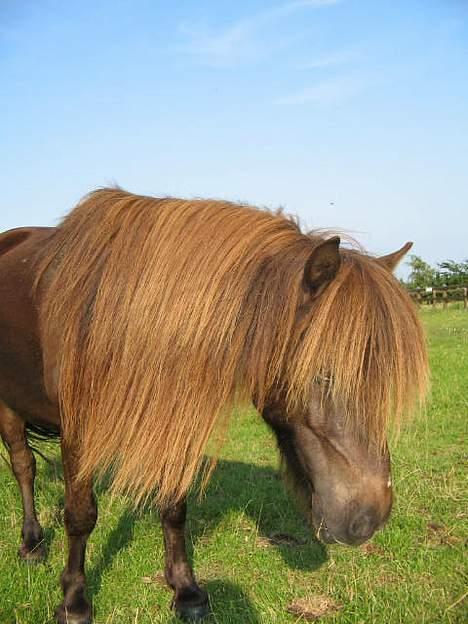 Shetlænder Mini Pony. billede 11