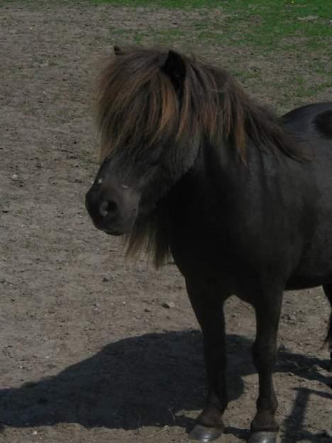 Shetlænder Mini Pony. billede 12