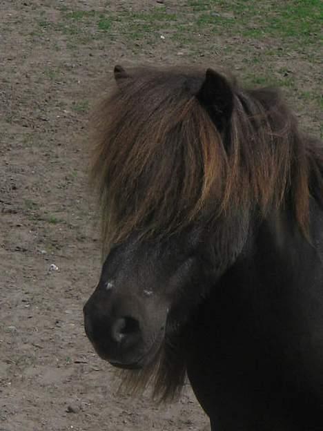 Shetlænder Mini Pony. billede 13