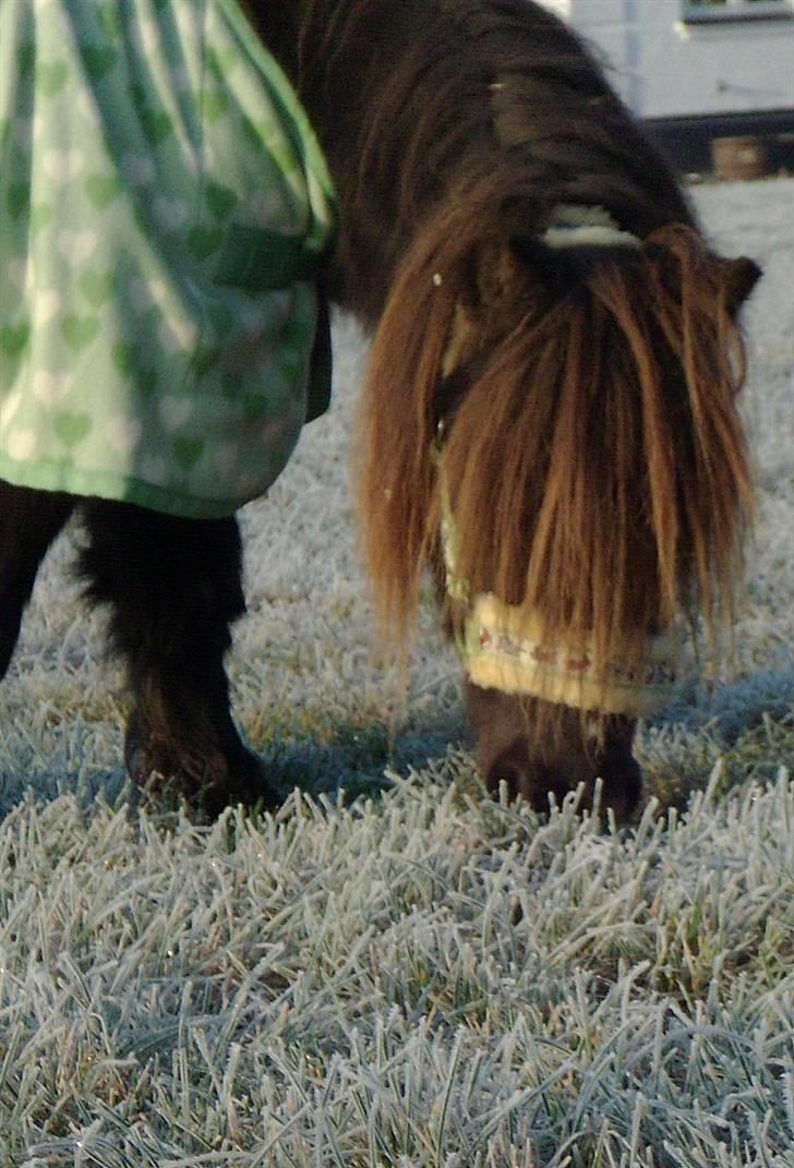 Shetlænder Mini Pony. - 16.12.07  billede 14