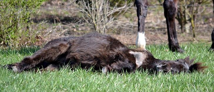 Shetlænder Mini Pony. - 09.04.11 billede 15