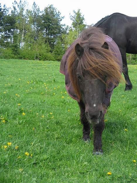 Shetlænder Mini Pony. billede 16