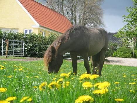 Shetlænder Mini Pony. billede 17