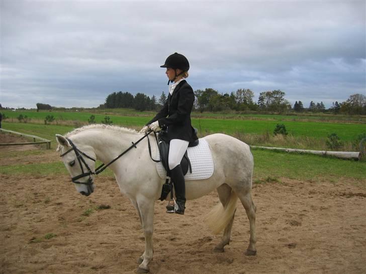 New Forest Nyskoven's Bellis billede 9