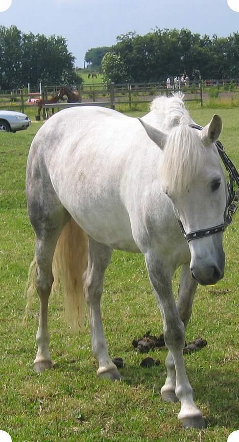 New Forest Nyskoven's Bellis - efter kåring i hammerum billede 11