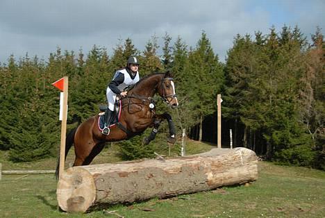 Fuldblod (XX) Media Force xx - Hans første militarystævne billede 14