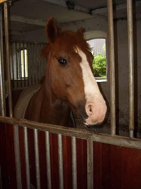 New Forest Cosmo billede 1