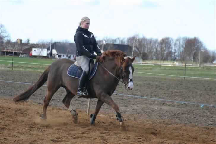 New Forest Cosmo billede 2