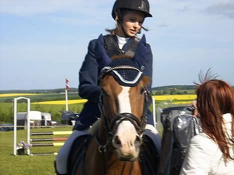 New Forest Cosmo billede 3