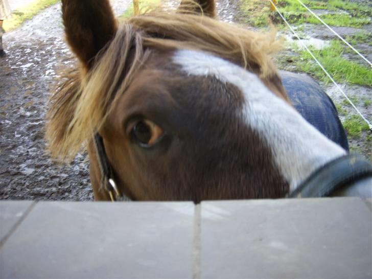 New Forest Cosmo billede 4