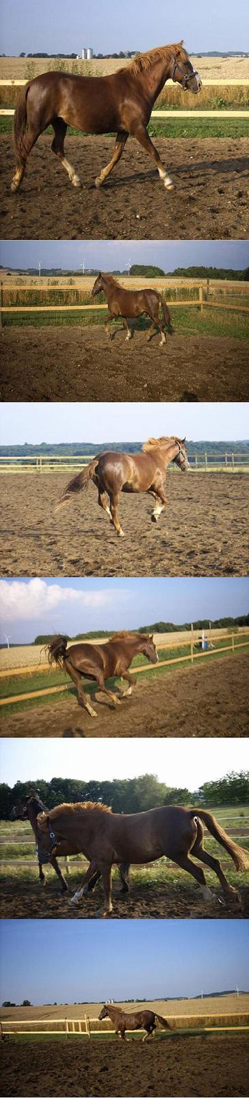 New Forest Cosmo billede 5