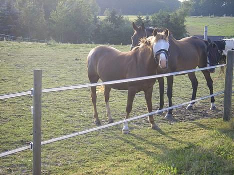 New Forest Cosmo billede 6