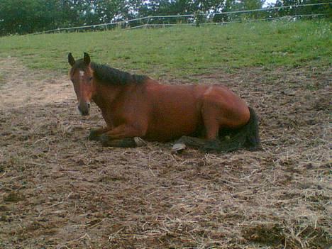 Anden særlig race Comet - Taget med mobil, derfor er kvaliteten ikk´ så god. billede 6