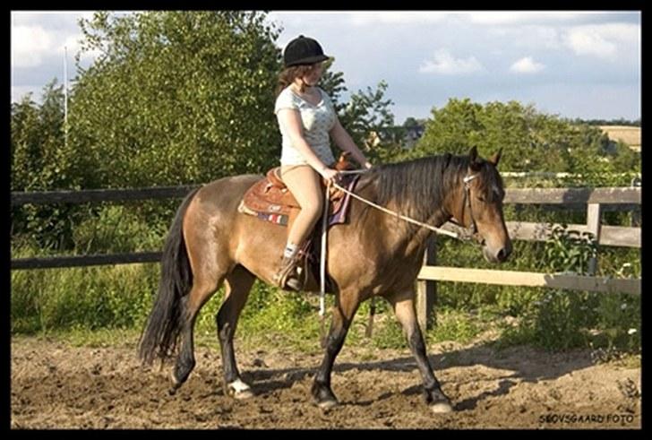 Welsh Cob (sec D) Låddenhøjs Donnovan SOLGT - ca 2007 billede 1