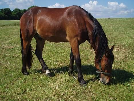 Welsh Cob (sec D) Låddenhøjs Donnovan SOLGT - Donna på folden, sommer 05 billede 2