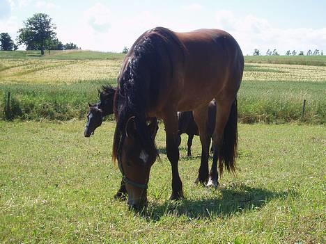 Welsh Cob (sec D) Låddenhøjs Donnovan SOLGT - Donnovan på fold, sommer 05 billede 3