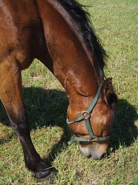 Welsh Cob (sec D) Låddenhøjs Donnovan SOLGT - Donnovan på fold, sommer 05 billede 4
