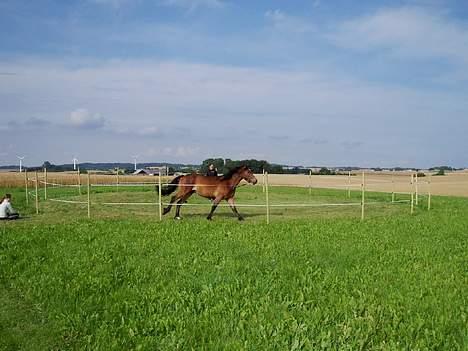 Welsh Cob (sec D) Låddenhøjs Donnovan SOLGT - sommer 05 billede 5