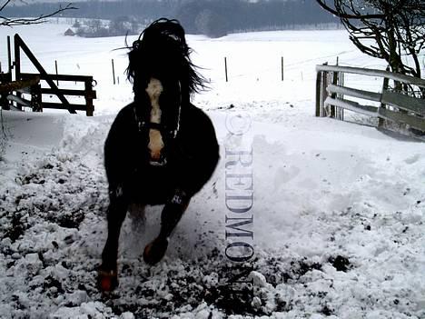 New Forest Miss Misty - Misty i sneen, vinter 2006/07 billede 1