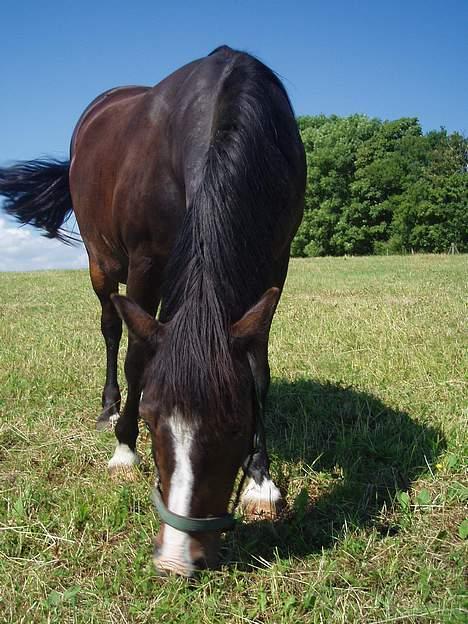 New Forest Miss Misty - Misse på fold, sommer 05 billede 3
