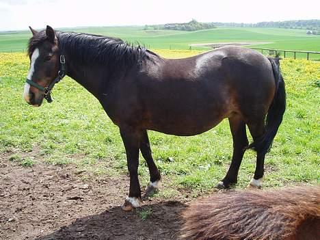 New Forest Miss Misty - Misse på fold, forår 05 billede 4