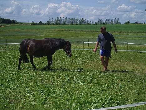 New Forest Miss Misty - Besøg af Lars fra Dreamhorse.DK sommer 05. Tjek hans side ud ! billede 5