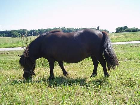 Shetlænder Buttercup - Butter på fold, sommer 05 billede 2