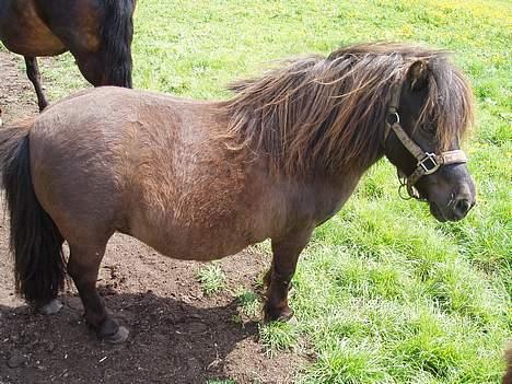 Shetlænder Buttercup - Butter på fold, forår 05 billede 3