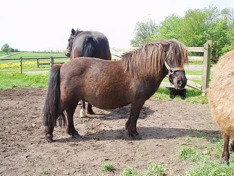 Shetlænder Buttercup - Butter på fold, forår 05 billede 4