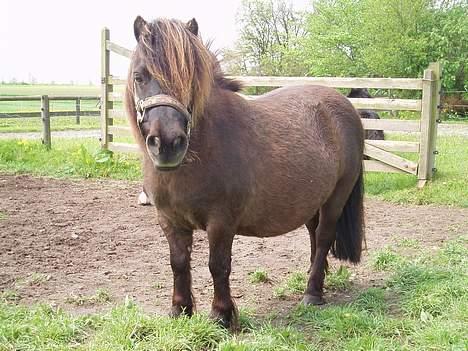 Shetlænder Buttercup - Butter på fold, forår 05 billede 5