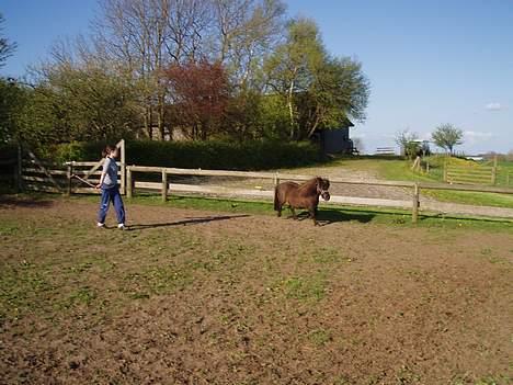 Shetlænder Buttercup - Forsøg med horsemanship, "knytte-bånd-tekninkken", forår 05 billede 6
