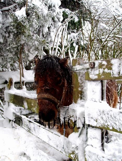Shetlænder Butters Goldie of Redmond - Goldie på fold, sommer 05 billede 1