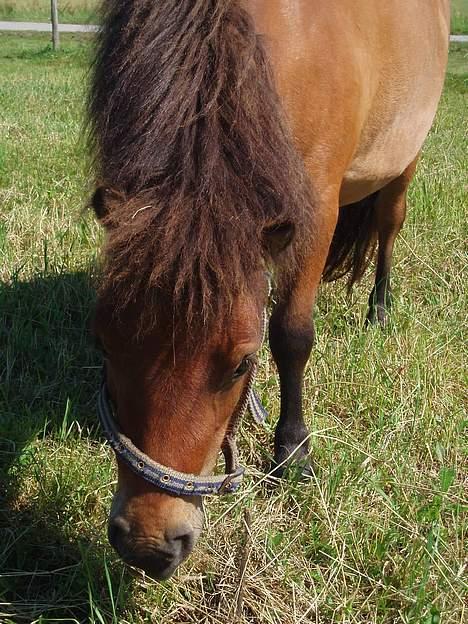 Shetlænder Butters Goldie of Redmond - Goldie på fold, sommer 05 billede 2