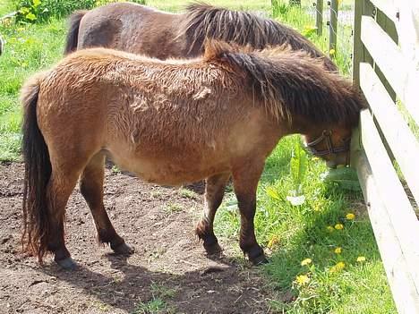 Shetlænder Butters Goldie of Redmond - Goldie på fold, forår 05 billede 3