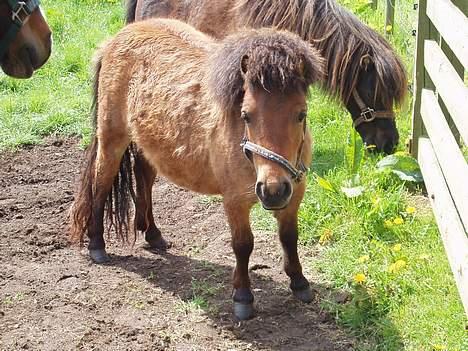 Shetlænder Butters Goldie of Redmond - Goldie på fold, forår 05 billede 4