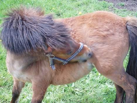 Shetlænder Butters Goldie of Redmond - Goldie på fold, forår 05 billede 5