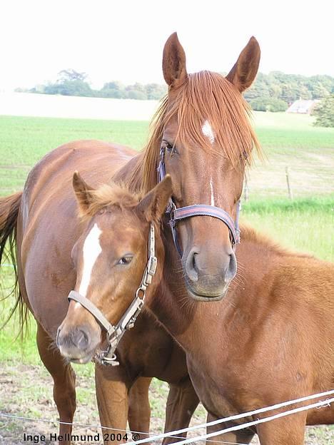 Arabisk fuldblod (OX) Splint - Splint og hendes første føl, som er efter min anden pony Cosmo (: billede 1