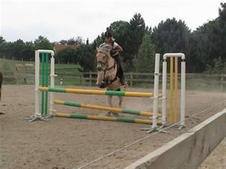 Fjordhest Kastanjegårdens Nick ** - Springer undervisning billede 17