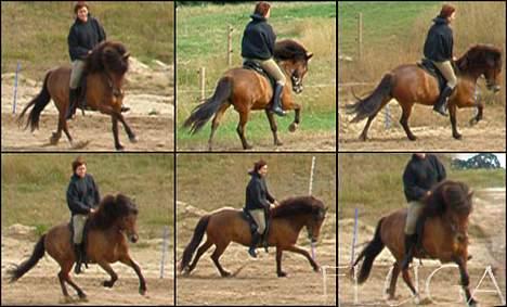 Islænder Fluga Fra Bjergskoven - en lille ride tur.. de er klippet ud af film, så de er lidt utydlige billede 2