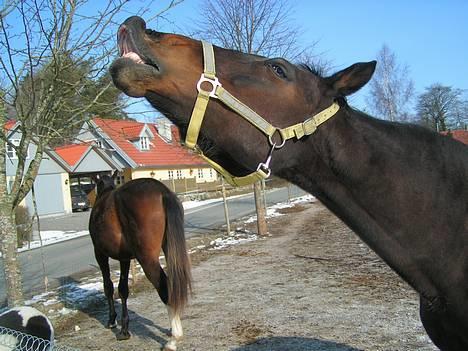 Fuldblod (XX) Tasti XX a klitbo R.I.P billede 2