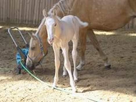 Palomino Lysgaards Bazar (solgt) - mig som helt lille og min mor billede 3