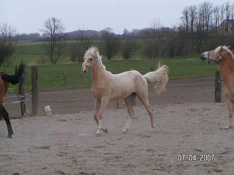 Palomino Lysgaards Bazar (solgt) - elsker at komme ud og lege billede 4