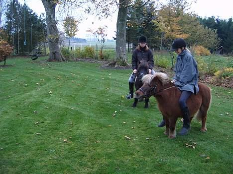 Shetlænder Tarzan <,3 SOLGT - Er ikk for stor til ham :D billede 9