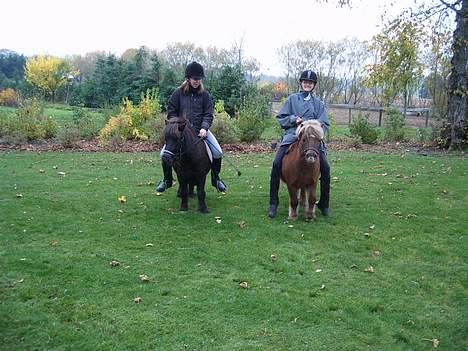 Shetlænder Tarzan <,3 SOLGT - R stadig ikk for stor :D billede 10