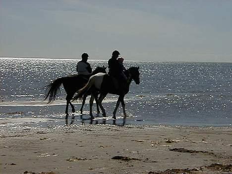 Pinto mørkbaks Aslan pih 41  - aftentur på stranden, hoppen er lige blevet bedækket,(det blev et hingste føl) billede 2