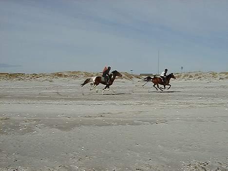 Pinto mørkbaks Aslan pih 41  - en rask galop de er begge distance heste billede 3