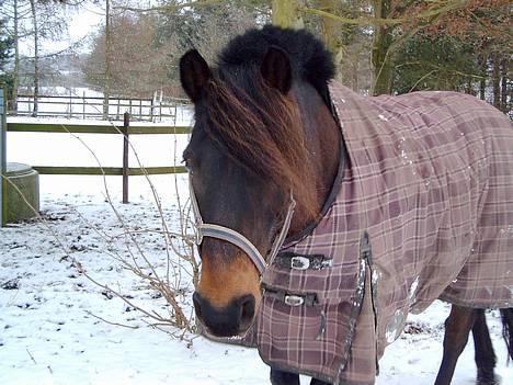 New Forest Campari - Skønne Campari <3 billede 1
